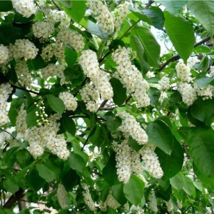 Черемуха обыкновенная Watereri