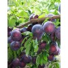 Саженец Алычи (Ранняя/Фиолетовая) Шатер : фото и описание
