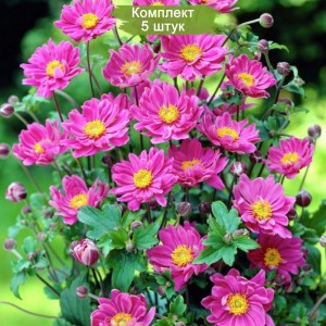 Комплект 5шт / Анемона Гибридная - К