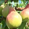 Комплект 5шт / Груша Скромница: фото и описание