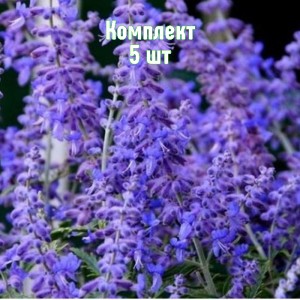 Комплект 5шт / Перовския лебедолистная Кружевно-Голубая