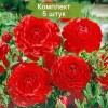 Клубни ранункулюса (Лютик ) Ред (Red) -  5 шт.
