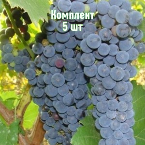 Комплект 5шт / Виноград Амурский Потапенко