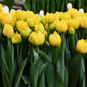 Тюльпан Дабл Трабл (double trouble)