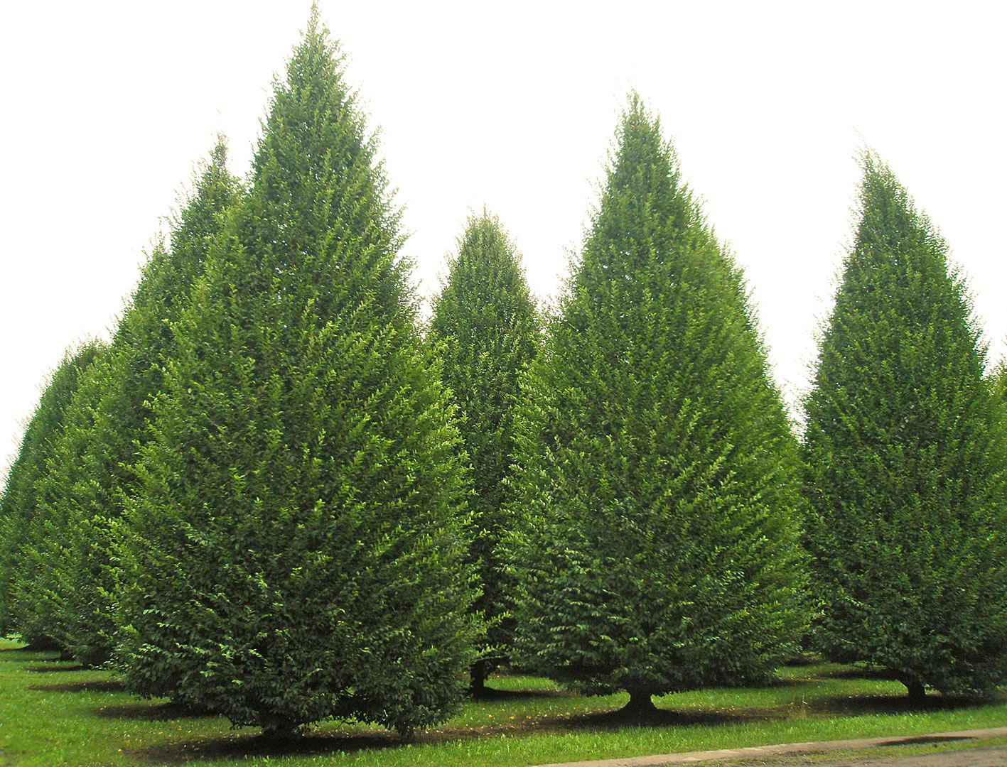 Граб. Граб обыкновенный Фастигиата. Граб обыкновенный Carpinus betulus. Граб обыкновенный ареал Carpinus betulus. Carpinus betulus (граб обыкновенный) 'Fastigiata'.